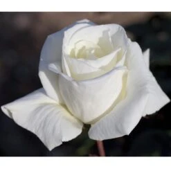 Rosier METROPOLITAN ® Meifaissel 8 Rosier METROPOLITAN ® Meifaissel -Meilland Richardier Soldes 0502 2916 2554a rosier metropolitan meifaissel mi t1000