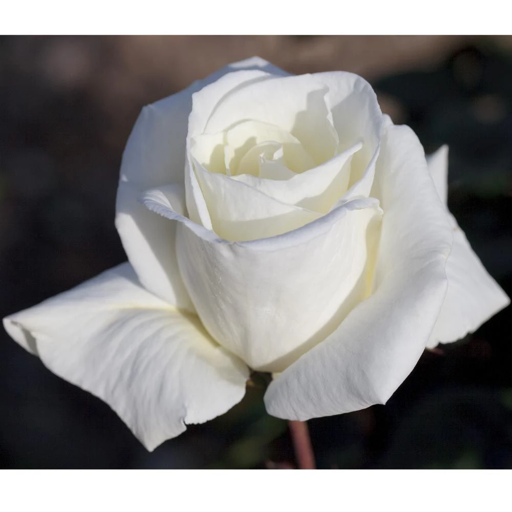 Rosier METROPOLITAN ® Meifaissel 4 Rosier METROPOLITAN ® Meifaissel – Image 2