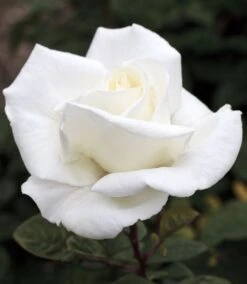 Rosier METROPOLITAN ® Meifaissel 11 Rosier METROPOLITAN ® Meifaissel -Meilland Richardier Soldes 0502 metropolitan meifaissel 12 3138 hd mi