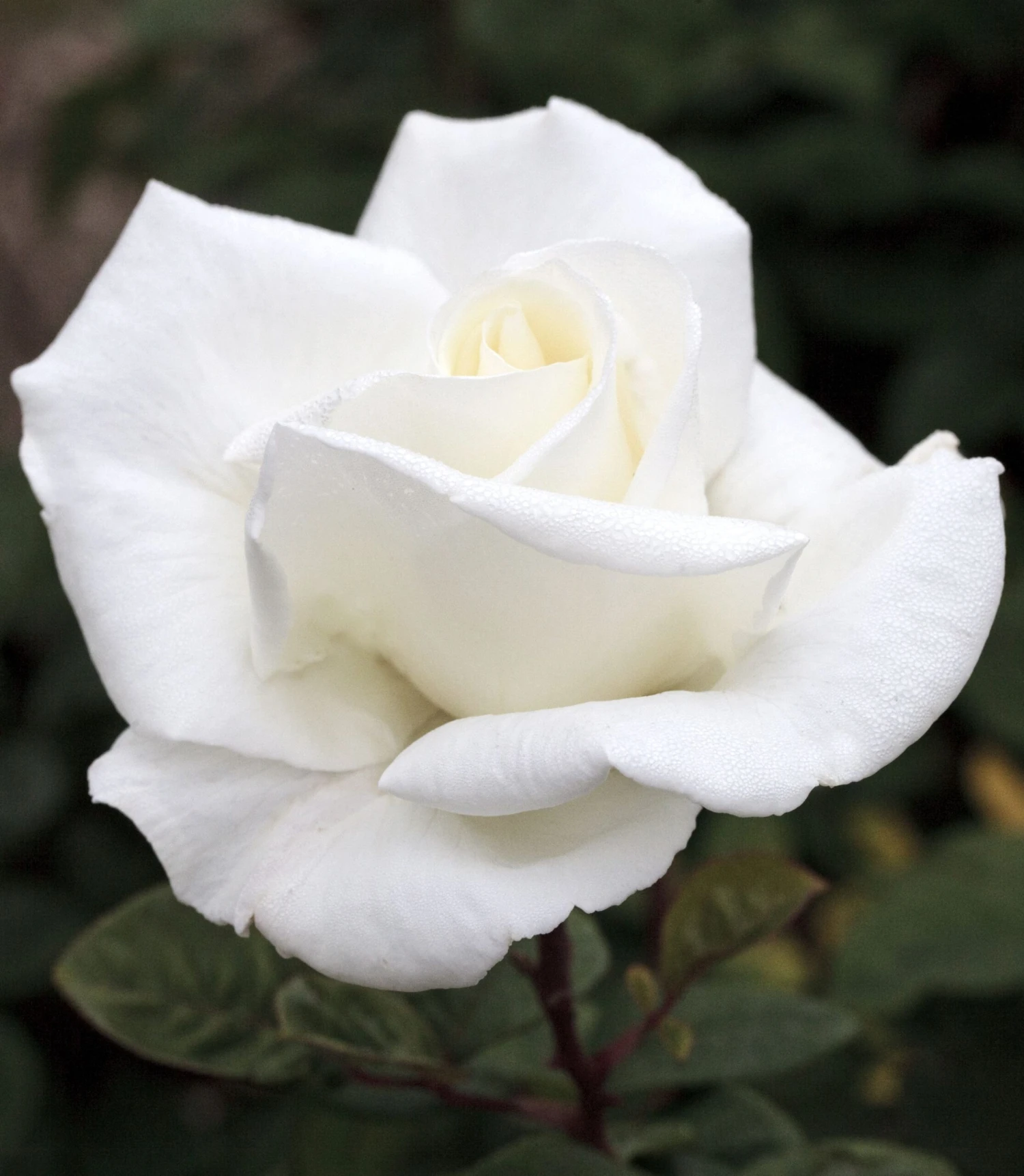 Rosier METROPOLITAN ® Meifaissel 7 Rosier METROPOLITAN ® Meifaissel – Image 5