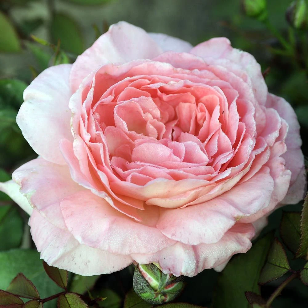 Rosier LIV TYLER ® Meibacus 4 Rosier LIV TYLER ® Meibacus – Image 2