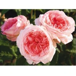 Rosier LIV TYLER ® Meibacus 8 Rosier LIV TYLER ® Meibacus -Meilland Richardier Soldes 0503 2906b rosier liv tyler meibacus t1000