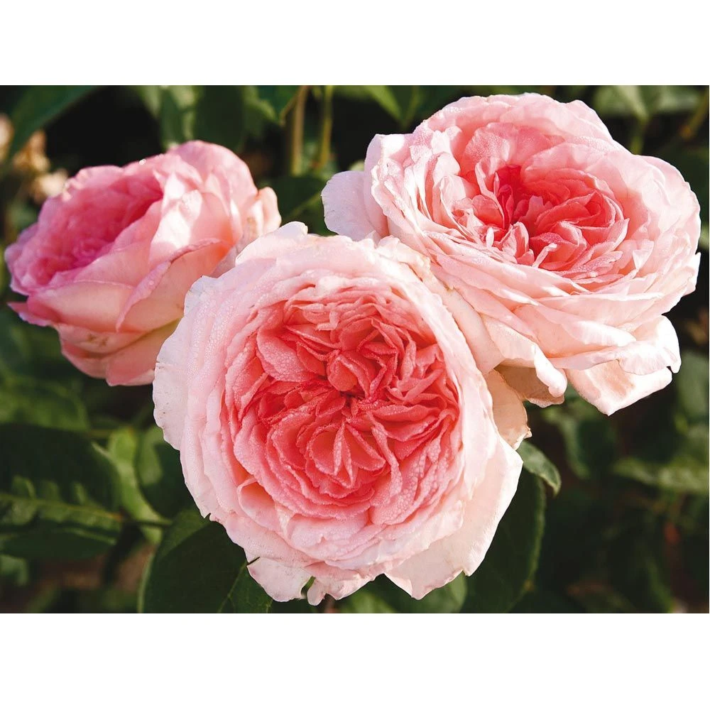 Rosier LIV TYLER ® Meibacus 5 Rosier LIV TYLER ® Meibacus – Image 3