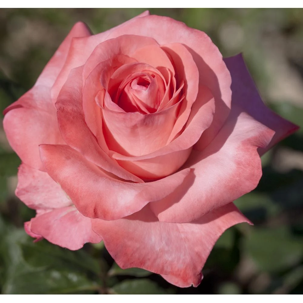 Rosier ARTHUR RIMBAUD ® Meihylvol 4 Rosier ARTHUR RIMBAUD ® Meihylvol – Image 2