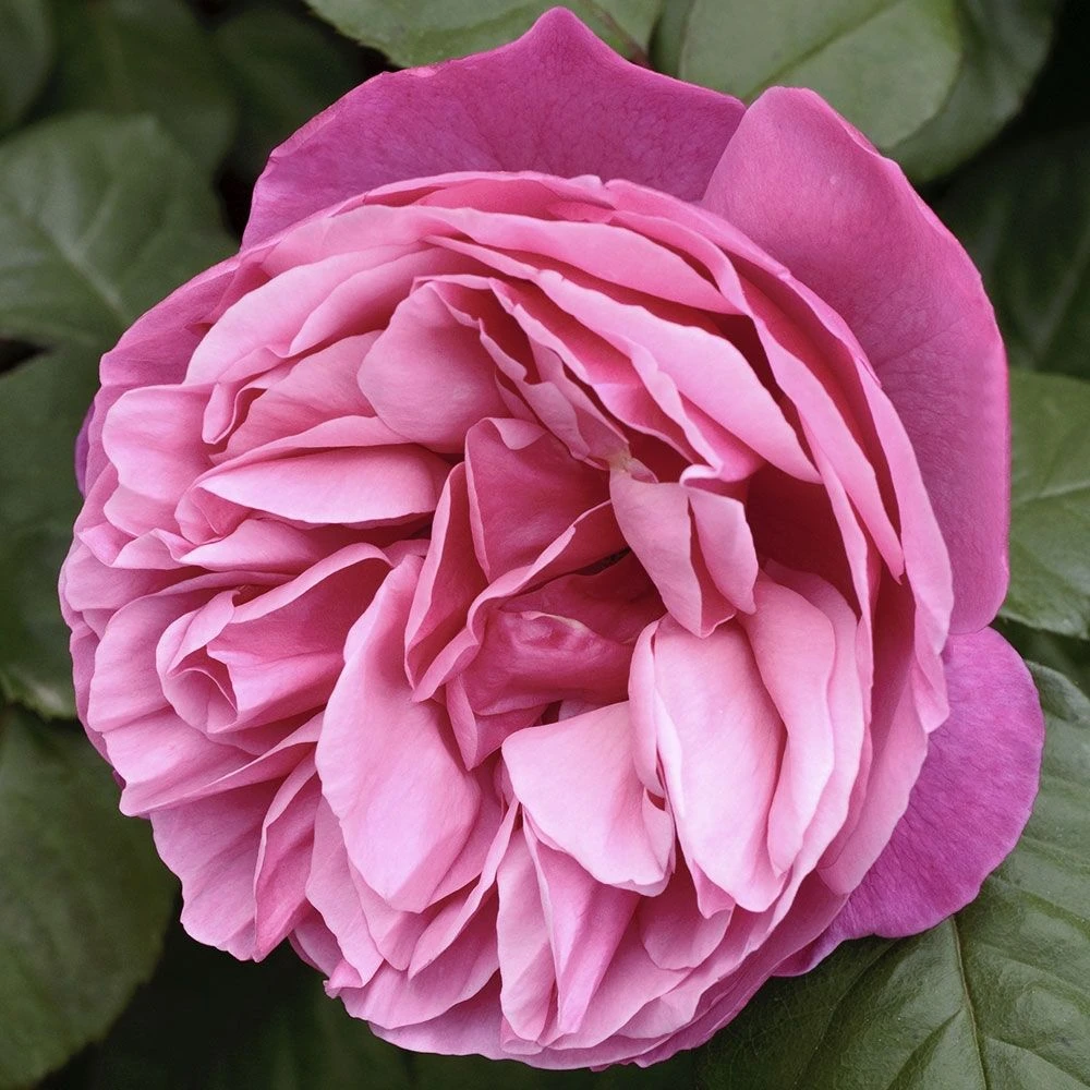 Rosier LINE RENAUD ® Meiclusif 6 Rosier LINE RENAUD ® Meiclusif – Image 4