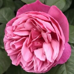 Rosier LINE RENAUD ® Meiclusif 9 Rosier LINE RENAUD ® Meiclusif -Meilland Richardier Soldes 0507 2969a rosier line renaud meiclusif mi t1000