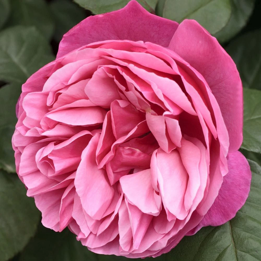 Rosier LINE RENAUD ® Meiclusif 4 Rosier LINE RENAUD ® Meiclusif – Image 2