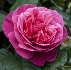 Rosier LINE RENAUD ® Meiclusif 13 Rosier LINE RENAUD ® Meiclusif -Meilland Richardier Soldes 0507 rosier line renaud mi