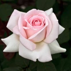 Meilland Richardier Soldes -Meilland Richardier Soldes 0509 2968 2208c rosier prince jardinier meitroni mi t1000