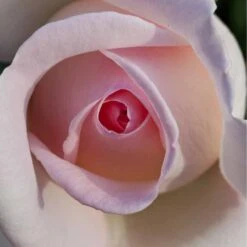 Rosier PRINCE JARDINIER ® Meitroni 10 Rosier PRINCE JARDINIER ® Meitroni -Meilland Richardier Soldes 0509 2968 2208f rosier prince jardinier meitroni mi t1000