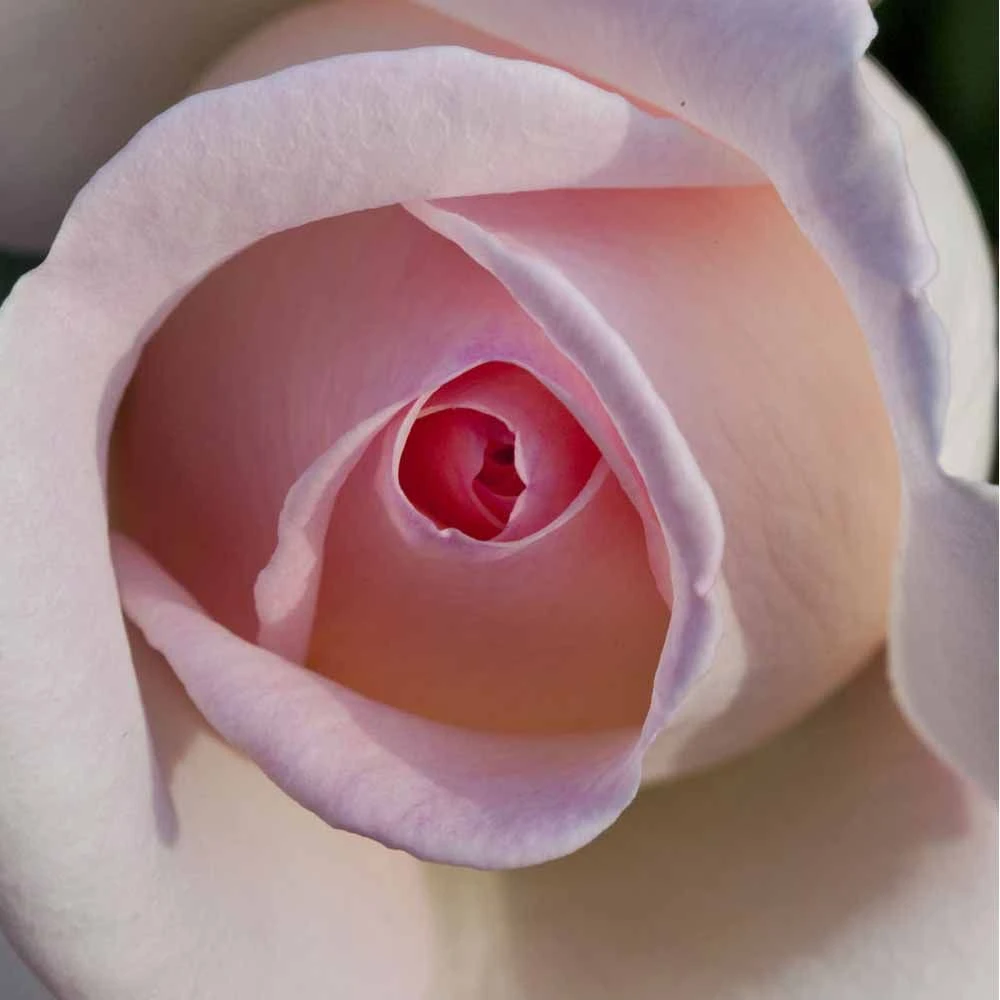 Rosier PRINCE JARDINIER ® Meitroni 5 Rosier PRINCE JARDINIER ® Meitroni – Image 3