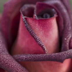 Rosier EDDY MITCHELL ® Meirysett -Meilland Richardier Soldes 0511 2926d eddy mitchell meirysett mi t1000