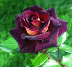 Rosier EDDY MITCHELL ® Meirysett -Meilland Richardier Soldes 0511a rosier eddy mitchell r meirysett