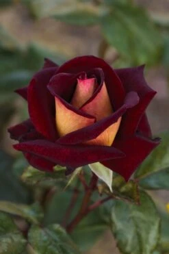 Rosier EDDY MITCHELL ® Meirysett -Meilland Richardier Soldes 0511b rosier eddy mitchell r meirysett mi