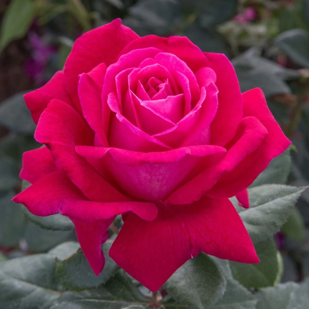 Rosier ELEGANCE ® Française Meithatie 3 Rosier ELEGANCE ® Française Meithatie