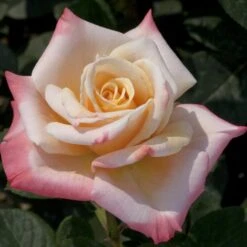 Rosier Tige LAETITIA CASTA ® Meilampario -Meilland Richardier Soldes 0520 2983a rosier laetitia casta meilampario mi t1000 1