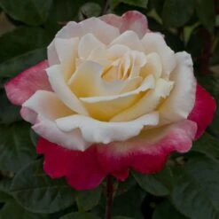 Rosier LAETITIA CASTA ® Meilampario 11 Rosier LAETITIA CASTA ® Meilampario -Meilland Richardier Soldes 0520 2983b rosier laetitia casta meilampario mi t1000