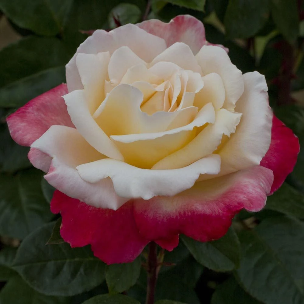 Rosier LAETITIA CASTA ® Meilampario 5 Rosier LAETITIA CASTA ® Meilampario – Image 3