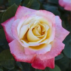 Meilland Richardier Soldes -Meilland Richardier Soldes 0520 2983c rosier laetitia casta meilampario mi t1000 1