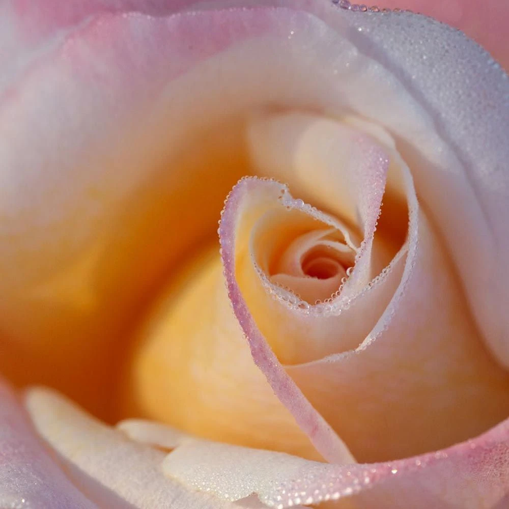 Rosier LAETITIA CASTA ® Meilampario 8 Rosier LAETITIA CASTA ® Meilampario – Image 6