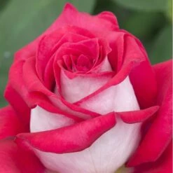 Rosier MONICA BELLUCCI ® Meimonkeur 24 Rosier MONICA BELLUCCI ® Meimonkeur -Meilland Richardier Soldes 0522 2919a rosier monica bellucci meimonkeur mi t1000