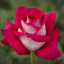 Rosier MONICA BELLUCCI ® Meimonkeur 17 Rosier MONICA BELLUCCI ® Meimonkeur -Meilland Richardier Soldes 0522 2919c rosier monica bellucci meimonkeur mi t1000