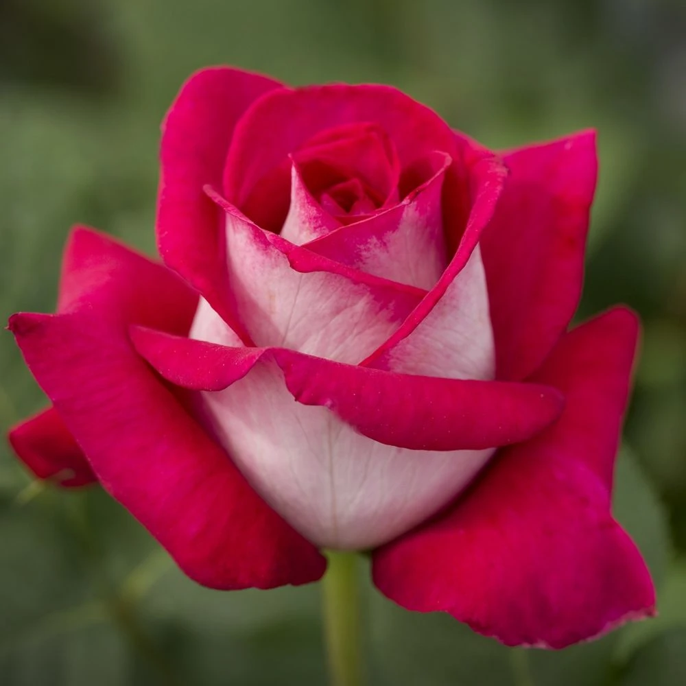 Rosier MONICA BELLUCCI ® Meimonkeur 5 Rosier MONICA BELLUCCI ® Meimonkeur – Image 3