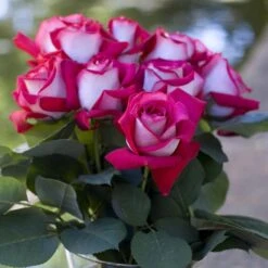 Rosier MONICA BELLUCCI ® Meimonkeur 23 Rosier MONICA BELLUCCI ® Meimonkeur -Meilland Richardier Soldes 0522 2919e rosier monica bellucci meimonkeur mi t1000 1