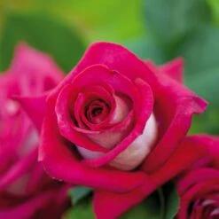 Rosier MONICA BELLUCCI ® Meimonkeur 27 Rosier MONICA BELLUCCI ® Meimonkeur -Meilland Richardier Soldes 0522 rosier monica bellucci meimonkeur t1000