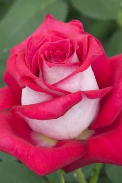 Rosier MONICA BELLUCCI ® Meimonkeur 25 Rosier MONICA BELLUCCI ® Meimonkeur -Meilland Richardier Soldes 0522a rosier monica bellucci meimonkeur hd mi t1000