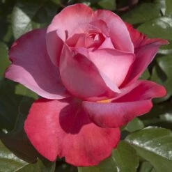 Rosier DRAKKAR ® Meikolyma 9 Rosier DRAKKAR ® Meikolyma -Meilland Richardier Soldes 0523 2970 rosier drakkar meikolyma t1000