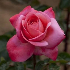 Meilland Richardier Soldes -Meilland Richardier Soldes 0523 2970b rosier drakkar meikolyma t1000