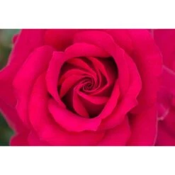 Rosier BELLES RIVES ® Meizolnil 10 Rosier BELLES RIVES ® Meizolnil -Meilland Richardier Soldes 0525 2951 meizolnil belles rives 17 00026 1000