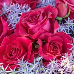 Rosier BELLES RIVES ® Meizolnil 11 Rosier BELLES RIVES ® Meizolnil -Meilland Richardier Soldes 0525 2951 meizolnil belles rives 18 00011 1000