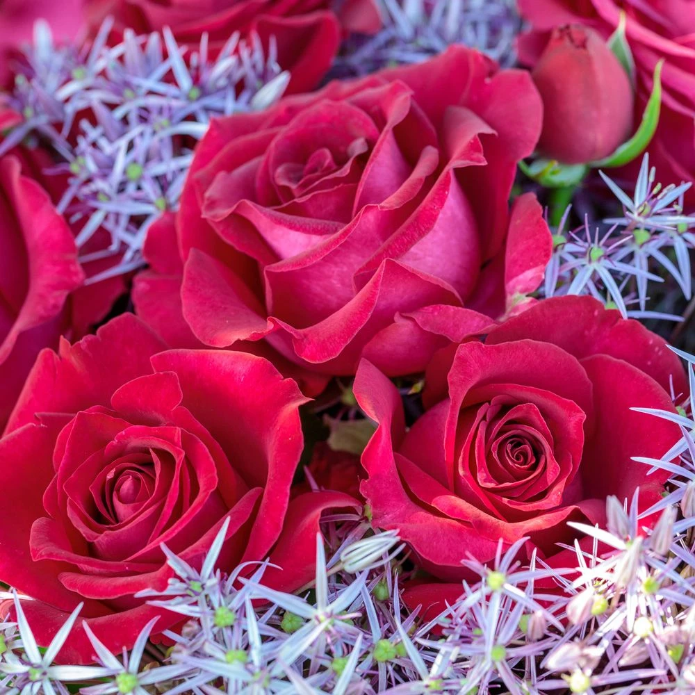 Rosier BELLES RIVES ® Meizolnil 6 Rosier BELLES RIVES ® Meizolnil – Image 4