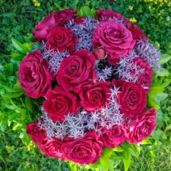 Rosier BELLES RIVES ® Meizolnil 12 Rosier BELLES RIVES ® Meizolnil -Meilland Richardier Soldes 0525 2951 meizolnil belles rives 18 00029 1000