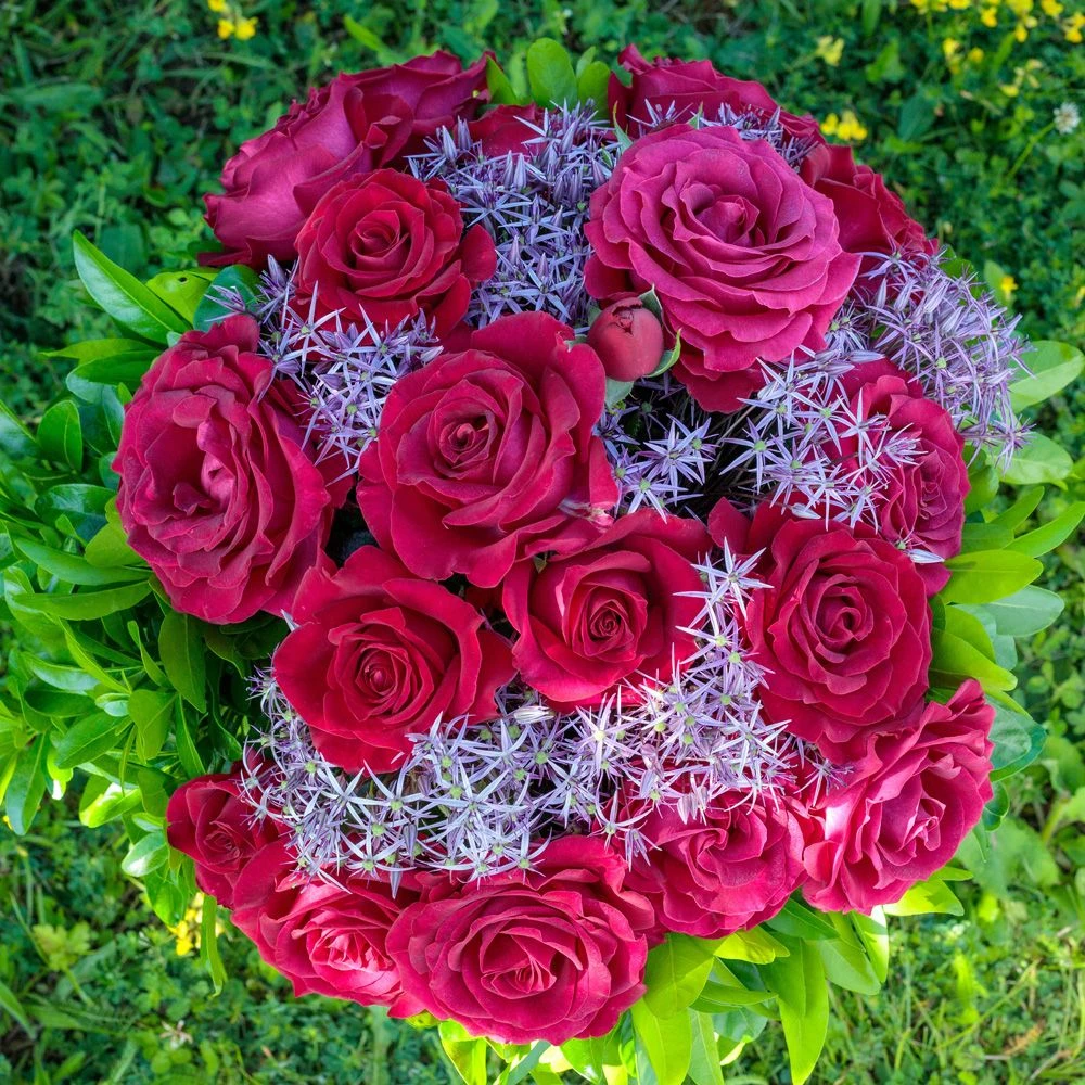 Rosier BELLES RIVES ® Meizolnil 7 Rosier BELLES RIVES ® Meizolnil – Image 5