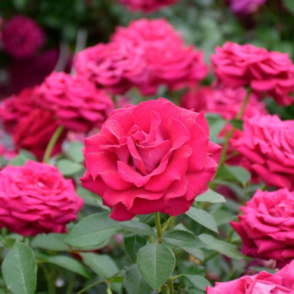 Rosier BELLES RIVES ® Meizolnil 4 Rosier BELLES RIVES ® Meizolnil – Image 2