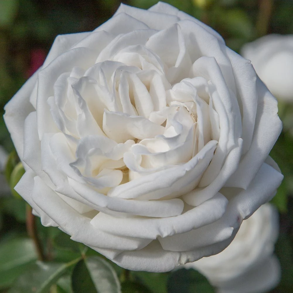 Rosier PIERRE ARDITI ® Meicalanq 4 Rosier PIERRE ARDITI ® Meicalanq – Image 2