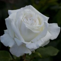 Rosier PIERRE ARDITI ® Meicalanq 14 Rosier PIERRE ARDITI ® Meicalanq -Meilland Richardier Soldes 1001 2920 2207 2559b rosier pierre arditi meicalanq t1000