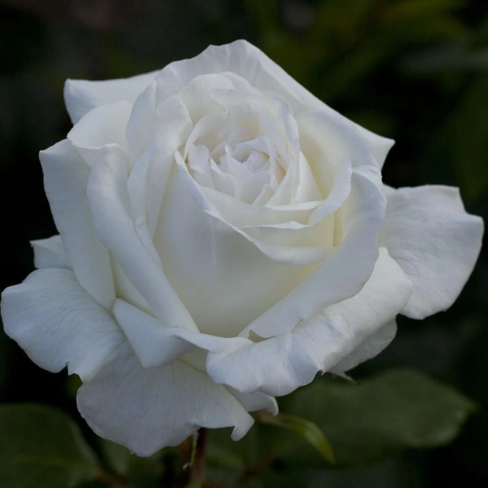 Rosier PIERRE ARDITI ® Meicalanq 5 Rosier PIERRE ARDITI ® Meicalanq – Image 3