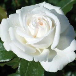 Rosier PIERRE ARDITI ® Meicalanq 18 Rosier PIERRE ARDITI ® Meicalanq -Meilland Richardier Soldes 1001c rosier pierre arditi meicalanq t1000