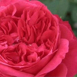 Rosier RUBAN ROUGE ® Meiprehmyr 11 Rosier RUBAN ROUGE ® Meiprehmyr -Meilland Richardier Soldes 1005 2952 2386b rosier ruban rouge meiprehmyt1000