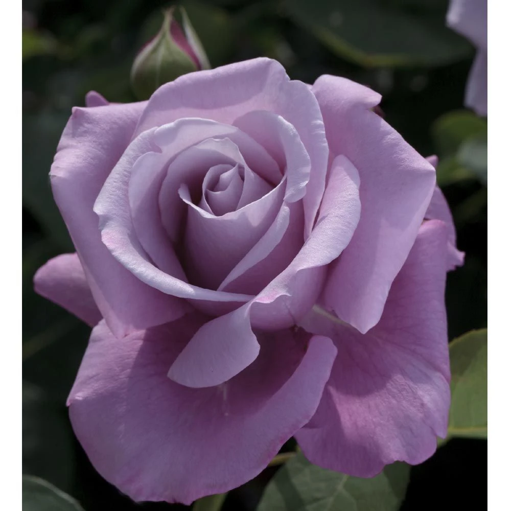 Rosier CHARLES DE GAULLE ® Meilanein 4 Rosier CHARLES DE GAULLE ® Meilanein – Image 2