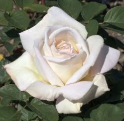 Rosier Tige JARDINS DE BAGATELLE ® Meimafris