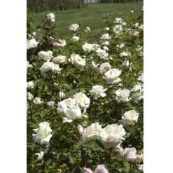 Rosier Tige JARDINS DE BAGATELLE ® Meimafris 8 Rosier Tige JARDINS DE BAGATELLE ® Meimafris -Meilland Richardier Soldes 1021 2908b rosier jardins de bagatelle meimafris mi t1000 1