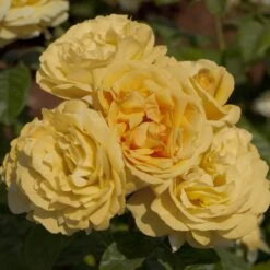 Rosier MICHELANGELO ® Meitelov 9 Rosier MICHELANGELO ® Meitelov -Meilland Richardier Soldes 1026 2933 rosier michelangelo meitelov t1000