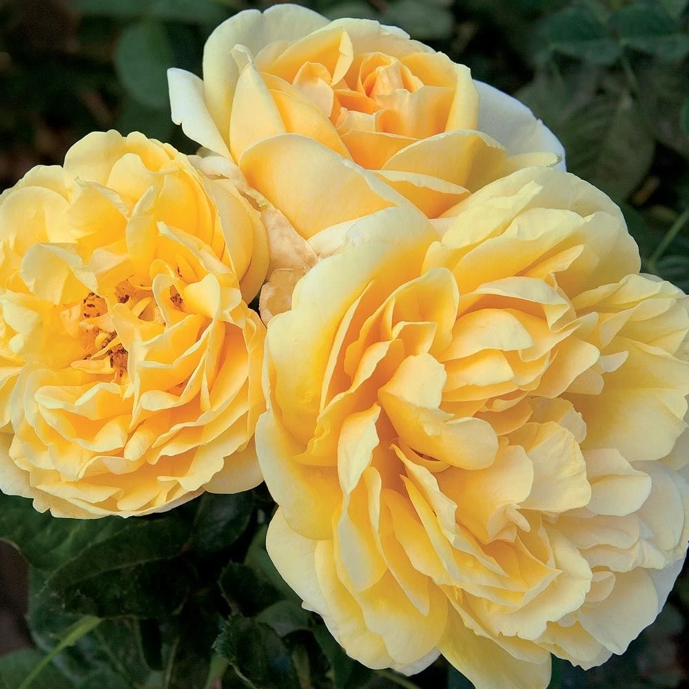 Rosier MICHELANGELO ® Meitelov 3 Rosier MICHELANGELO ® Meitelov