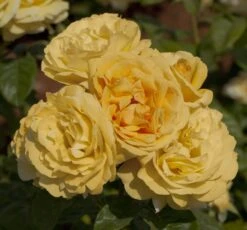 Rosier MICHELANGELO ® Meitelov 13 Rosier MICHELANGELO ® Meitelov -Meilland Richardier Soldes 1026 rosier michelangelo meitelov hd 1