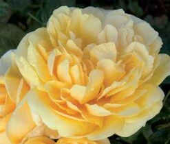 Rosier MICHELANGELO ® Meitelov 11 Rosier MICHELANGELO ® Meitelov -Meilland Richardier Soldes 1026 rosier michelangelo mi